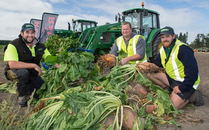 SIAFD volunteers (from left) Henry Willams, Andrew Stewart, and Tim Wilson with the fodder beet crop grown for the machinery demonstrations.